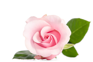 Fototapeta na wymiar single bud of pink rose isolated on white background