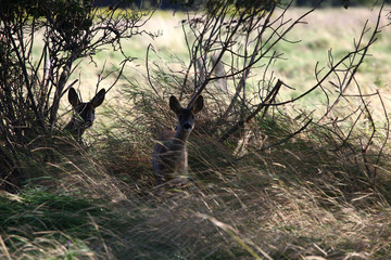 Young roedeer watchful and ready to run away