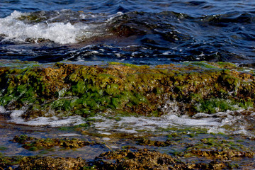 Algas verdes en las rocas, mar Mediterráneo (España)