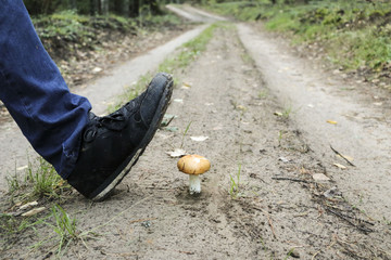 mushroom on the road crushed with a foot in a black sneaker