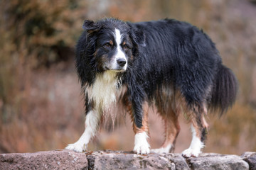 Australien Shepherd Ich passe auf