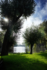 Bridge framed with weeping willow in Minnewater park in Bruges, Belgium