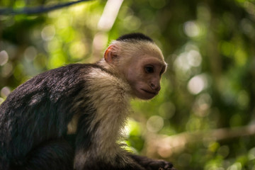 Kapuziner aus Costa Rica