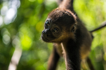 Brüllaffen junges in Costa Rica