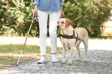 Guide dog helping blind woman in park