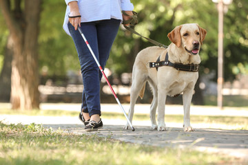 Guide dog helping blind woman in park