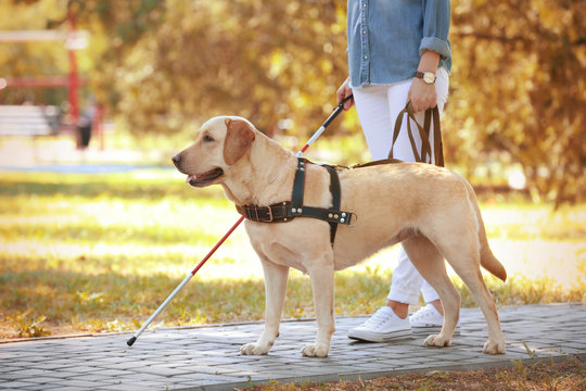 Guide dog helping blind woman in park