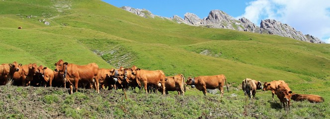 vaches tarines dans le Beaufortain, Savoie