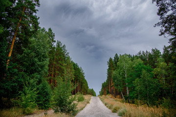 Road through the forest.