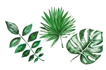 Küchenrückwand glas motiv Monstera Verschiedene tropische Blätter des Aquarells lokalisiert auf Weiß