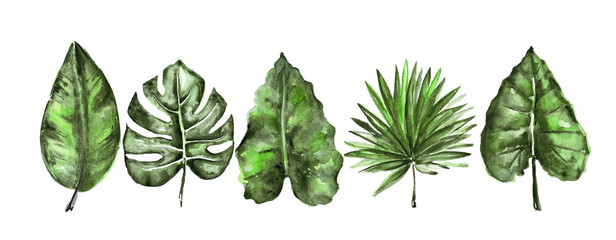 Different watercolor tropical leaves isolated on white