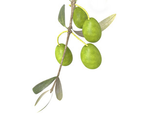 Fresh olive tree branch isolated on white