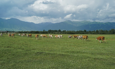 grazing cows in green summer meadow field in the mountains