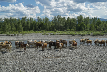 Obraz premium many cows drink water from a mountain river on a stone beach beautiful nature landscape