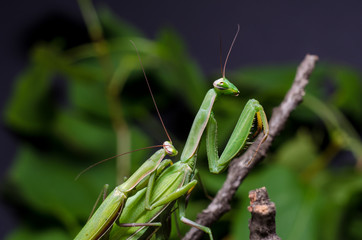 Mantis mating