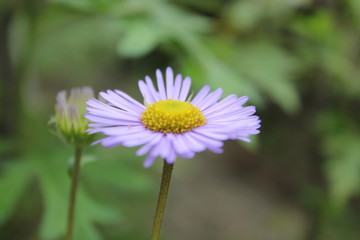 Obraz premium Fresh FLOWERS