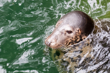 sea seal close up