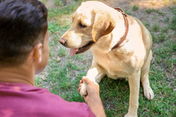 Yellow retriever giving paw to young man in park