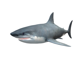 Obraz premium 3D Rendering Megalodon Shark on White