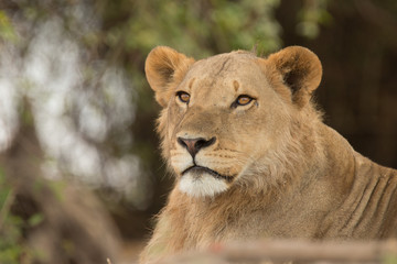 Young male in a pride of lions, Chobe National Park, Botswana