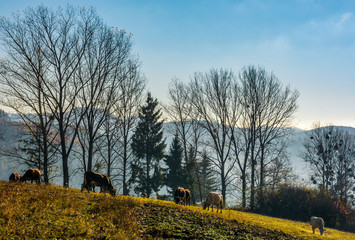 cow grazing on hillside in autumnal countryside