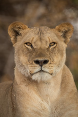 Obraz na płótnie Canvas a pride of lions, Chobe National Park, Botswana