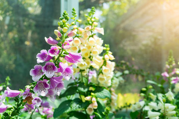 Dainty tall flower spike of pink foxglove digitalis purpurea member of the Scrophulariaceae family...