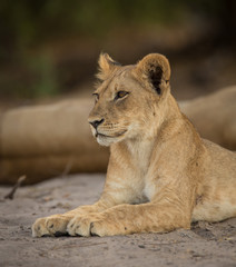 Fototapeta na wymiar a pride of lions, Chobe National Park, Botswana