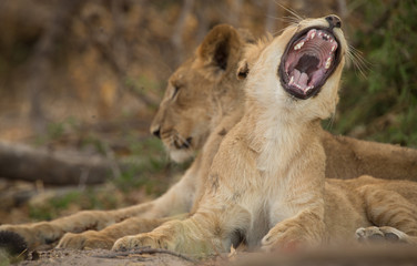 Naklejka na ściany i meble a pride of lions, Chobe National Park, Botswana