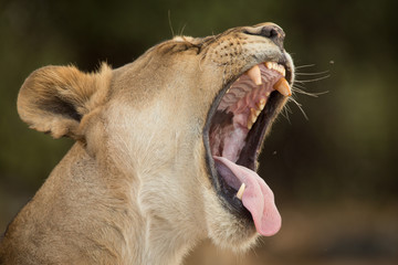 yawning, a pride of lions, Chobe National Park, Botswana