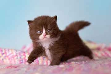 Britisch Kurzhaar Kitten in chocolate-white bicolor