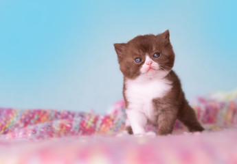 Süßes Katzenbaby BKH auf rosa Decke