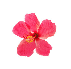 Hibiscus flower isolated on white background