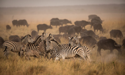 zebras in a Cape buffaloo herd