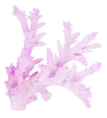 Naklejka premium lilac isolated old coral branch