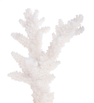 white isolated one branch coral