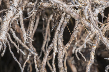 Mangrove trees in the forest.