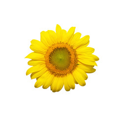 Obraz premium Sunflower flower isolated on white background