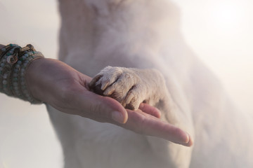 contact between dog paw and human hand, gesture of affection - obrazy, fototapety, plakaty