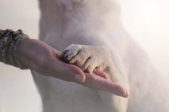 contact between dog paw and human hand, gesture of affection