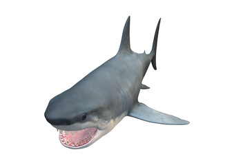 Fototapeta premium 3D Rendering Megalodon Shark on White