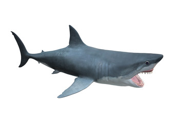 3D Rendering Megalodon Shark on White