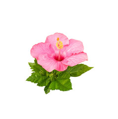 Hibiscus flower isolated on white background