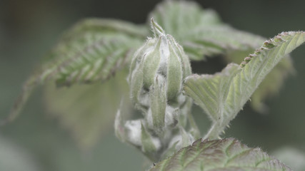 Unopened Spring Bud K