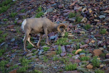 Bighorn Sheep Glacier National Park Montana USA