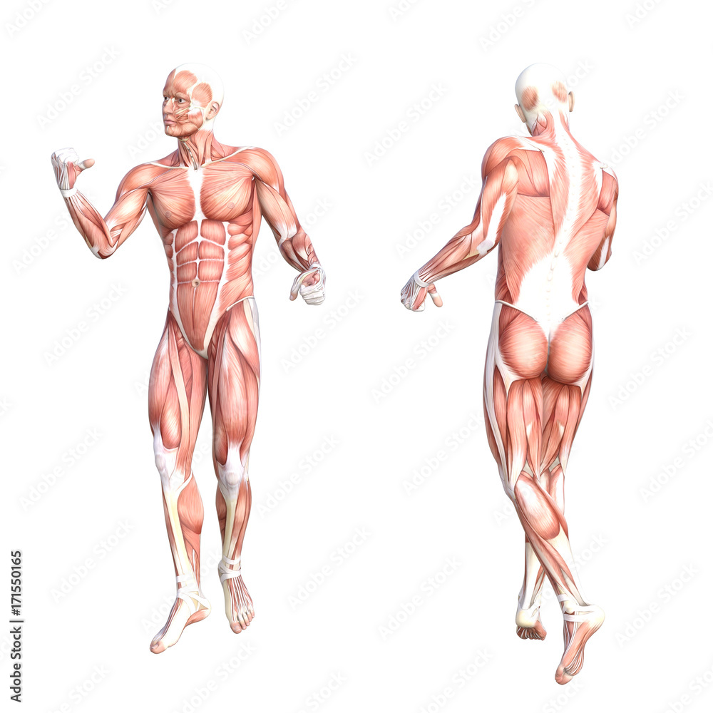 Wall mural conceptual anatomy healthy skinless human body muscle system set. athletic young adult man posing fo