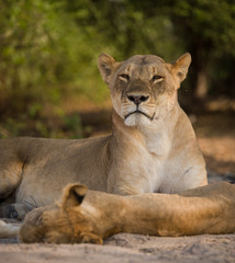 Obraz na płótnie Canvas a pride of lions, Chobe National Park, Botswana