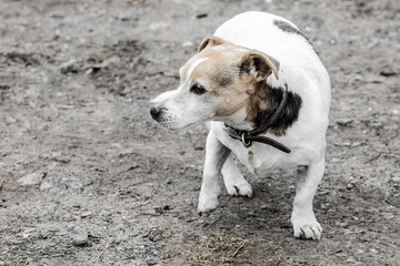 jack russell