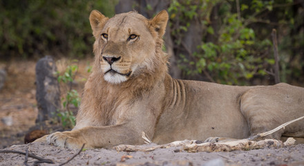 a pride of lions, Chobe National Park, Botswana