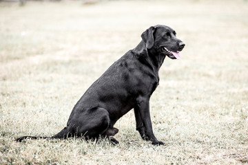 Black labrador